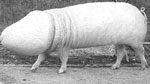 full-size